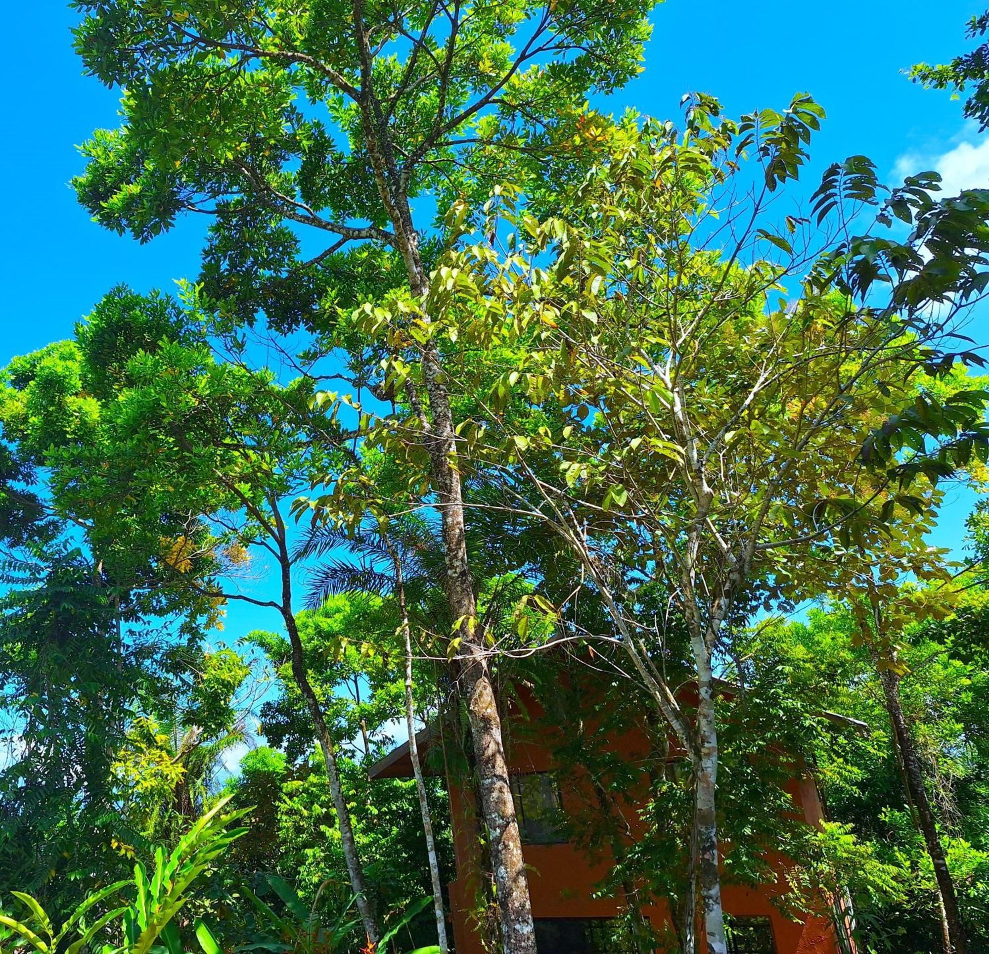 Corcovado Private Villas - Corcovado Private Reserve Puerto Jiménez Exterior foto